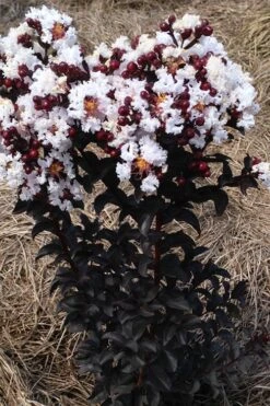 Ebony Glow Crape Myrtle - 3 Gallon Pot -Wilson Bros Gardens lagerstroemia ebony glow crape myrtle 2