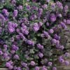 Trailing Lavender Lantana - 5 Pack Of Pint Pots -Wilson Bros Gardens lantana trailing lavender 105