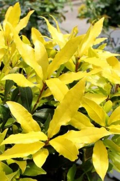 Sicilian Sunshine Sweet Bay Laurel (Laurus Nobilis) - 1 Gallon Pot -Wilson Bros Gardens laurus nobilis sicilian sunshine sweet bay laurel 2