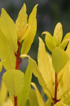 Sicilian Sunshine Sweet Bay Laurel (Laurus Nobilis) - 1 Gallon Pot -Wilson Bros Gardens laurus nobilis sicilian sunshine sweet bay laurel 5