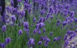 Sweet Romance English Lavender Plant - 1 Gallon Pot -Wilson Bros Gardens lavendula angustifolia sweet romance lavender 3