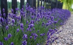 Sweet Romance English Lavender Plant - 1 Gallon Pot -Wilson Bros Gardens lavendula angustifolia sweet romance lavender 4