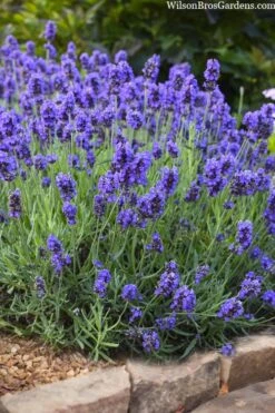 Sweet Romance English Lavender Plant - 1 Gallon Pot -Wilson Bros Gardens lavendula angustifolia sweet romance lavender 6