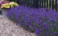 Sweet Romance English Lavender Plant - 1 Gallon Pot -Wilson Bros Gardens lavendula angustifolia sweet romance lavender 8