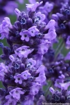 Sweet Romance English Lavender Plant - 1 Gallon Pot -Wilson Bros Gardens lavendula angustifolia sweet romance lavender 9