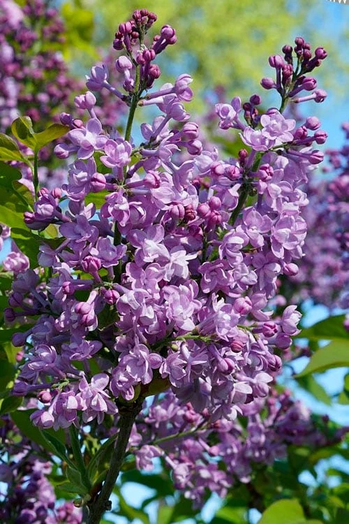 Scentara Double Blue Lilac - 3 Gallon Pot 3 Scentara Double Blue Lilac - 3 Gallon Pot