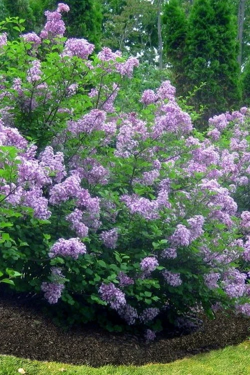 Scentara Double Blue Lilac - 3 Gallon Pot 5 Scentara Double Blue Lilac - 3 Gallon Pot - Image 3