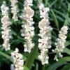 Monroe's White Liriope - Lilyturf - 18 Count Flat Of Pint Pots -Wilson Bros Gardens liriope muscari monroes white lily turf 20