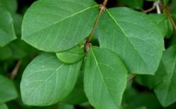 Fragrant Winter Honeysuckle Bush (Lonicera Fragrantissima) - 3 Gallon Pot 19 Fragrant Winter Honeysuckle Bush (Lonicera Fragrantissima) - 3 Gallon Pot -Wilson Bros Gardens lonicera fragrantissima winter honeysuckle 18