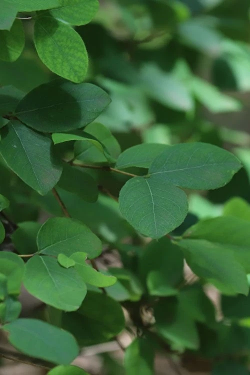 Fragrant Winter Honeysuckle Bush (Lonicera Fragrantissima) - 3 Gallon Pot 8 Fragrant Winter Honeysuckle Bush (Lonicera Fragrantissima) - 3 Gallon Pot - Image 6