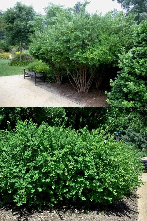 Fragrant Winter Honeysuckle Bush (Lonicera Fragrantissima) - 3 Gallon Pot 7 Fragrant Winter Honeysuckle Bush (Lonicera Fragrantissima) - 3 Gallon Pot - Image 5