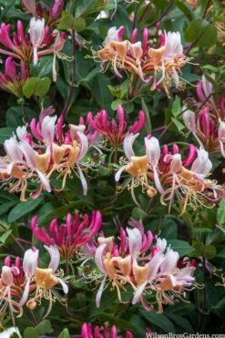 Serotina Fragrant Honeysuckle Vine - 1 Gallon Pot 14 Serotina Fragrant Honeysuckle Vine - 1 Gallon Pot -Wilson Bros Gardens lonicera periclymenum serotina fragrant honeysuckle vine 2