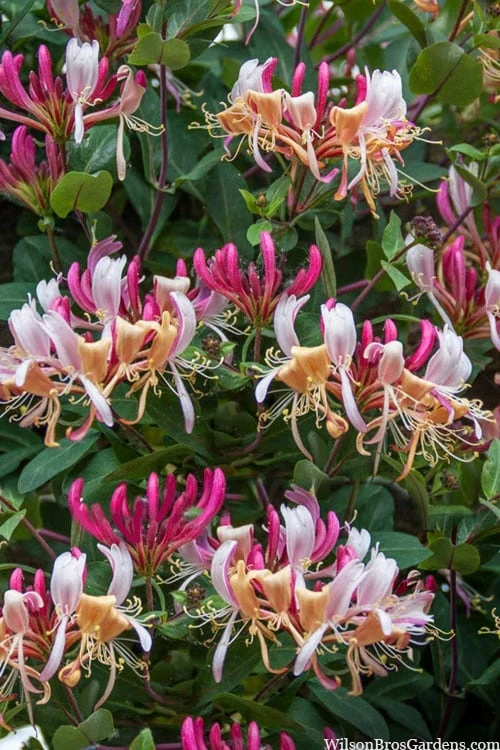 Serotina Fragrant Honeysuckle Vine - 1 Gallon Pot 8 Serotina Fragrant Honeysuckle Vine - 1 Gallon Pot - Image 6