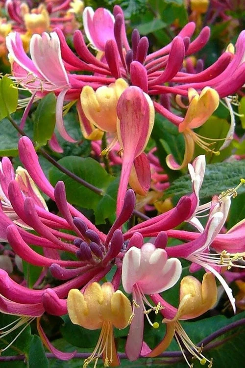 Serotina Fragrant Honeysuckle Vine - 1 Gallon Pot 9 Serotina Fragrant Honeysuckle Vine - 1 Gallon Pot - Image 7