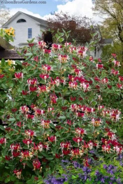 Serotina Fragrant Honeysuckle Vine - 1 Gallon Pot 12 Serotina Fragrant Honeysuckle Vine - 1 Gallon Pot -Wilson Bros Gardens lonicera periclymenum serotina fragrant honeysuckle vine 8