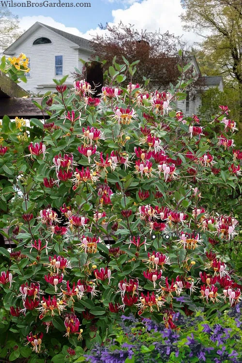 Serotina Fragrant Honeysuckle Vine - 1 Gallon Pot 6 Serotina Fragrant Honeysuckle Vine - 1 Gallon Pot - Image 4