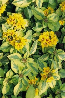 Waikiki Sunset Lysimachia - 5 Pack Of Quart Pots 13 Waikiki Sunset Lysimachia - 5 Pack Of Quart Pots -Wilson Bros Gardens lysimachia