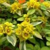 Waikiki Sunset Lysimachia - 5 Pack Of Quart Pots -Wilson Bros Gardens lysimachia waikiki sunset 4