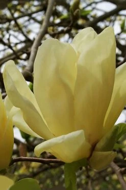 Wilson Bros Gardens 33 Elizabeth Magnolia (Tulip Tree) - 5 Gallon Pot