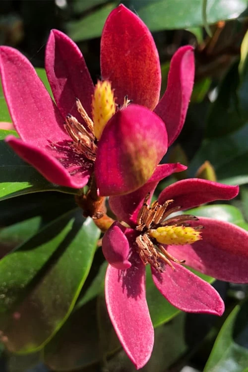 Stellar Ruby Magnolia Single Trunk Tree (Banana Shrub Hybrid) - 7 Gallon Pot (4-5') 3 Stellar Ruby Magnolia Single Trunk Tree (Banana Shrub Hybrid) - 7 Gallon Pot (4-5')