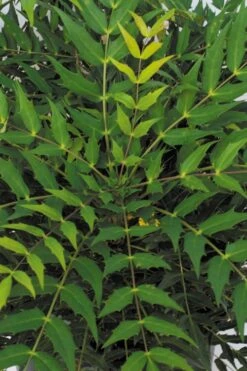 Funky Flow Mahonia - 3 Gallon Pot -Wilson Bros Gardens mahonia funky flow 500x750 1