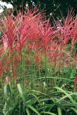Flame Grass (Miscanthus 'Purpurascens') - 1 Gallon Pot -Wilson Bros Gardens miscanthus purpurascens flame grass 1