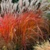 Flame Grass (Miscanthus 'Purpurascens') - 1 Gallon Pot 1 Flame Grass (Miscanthus 'Purpurascens') - 1 Gallon Pot -Wilson Bros Gardens miscanthus purpurascens flame grass 10