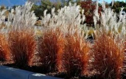 Flame Grass (Miscanthus 'Purpurascens') - 1 Gallon Pot -Wilson Bros Gardens miscanthus purpurascens flame grass 5
