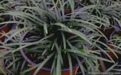 Kyoto Super Dwarf Mondo Grass - 3 Pack Of Pint Pots 11 Kyoto Super Dwarf Mondo Grass - 3 Pack Of Pint Pots -Wilson Bros Gardens mondo grass super dwarf 21