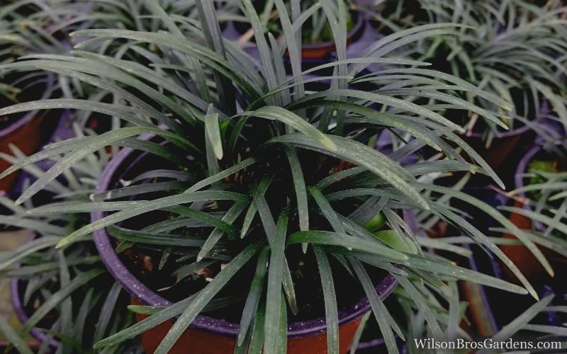 Kyoto Super Dwarf Mondo Grass - 3 Pack Of Pint Pots 6 Kyoto Super Dwarf Mondo Grass - 3 Pack Of Pint Pots - Image 4