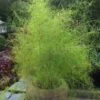 Bamboo Muhly Grass - 3 Gallon Pot -Wilson Bros Gardens muhlenbergia dumosa bamboo muhly grass 11