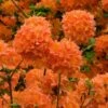 Mandarin Lights Cold Hardy Azalea (Rhododendron) - 1 Gallon Pot 1 Mandarin Lights Cold Hardy Azalea (Rhododendron) - 1 Gallon Pot -Wilson Bros Gardens native azalea mandarin lights 2