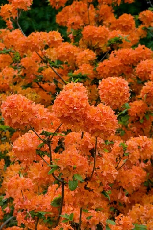 Mandarin Lights Cold Hardy Azalea (Rhododendron) - 1 Gallon Pot 7 Mandarin Lights Cold Hardy Azalea (Rhododendron) - 1 Gallon Pot - Image 5