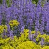 Summer Magic Catmint (Nepeta Grandiflora) - 1 Gallon Pot -Wilson Bros Gardens nepeta grandiflora summer magic catmint 2