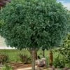 Fruitland's Fortune Tea Olive Single Trunk Tree - 7 Gallon Pot (4-5') 2 Fruitland's Fortune Tea Olive Single Trunk Tree - 7 Gallon Pot (4-5') -Wilson Bros Gardens osmanthus fortunei fruitlandii tea olive tree 2