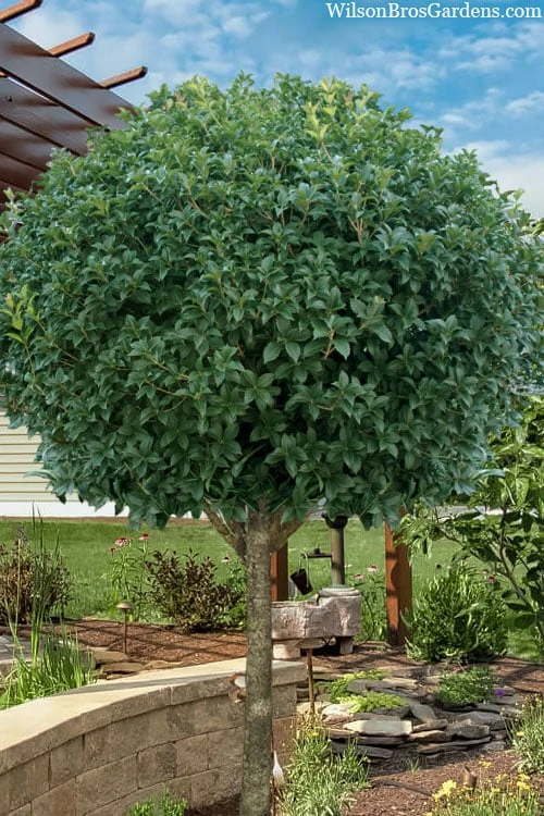 Fruitland's Fortune Tea Olive Single Trunk Tree - 7 Gallon Pot (4-5') 3 Fruitland's Fortune Tea Olive Single Trunk Tree - 7 Gallon Pot (4-5')