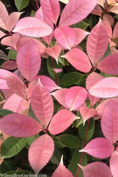 Noble Lady Tea Olive - 7 Gallon Pot (3-4') 3 Noble Lady Tea Olive - 7 Gallon Pot (3-4')