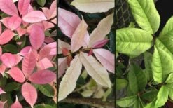 Noble Lady Tea Olive - 2 Gallon Pot -Wilson Bros Gardens osmanthus fragrans quinnan guifei noble lady tea olive 4 1