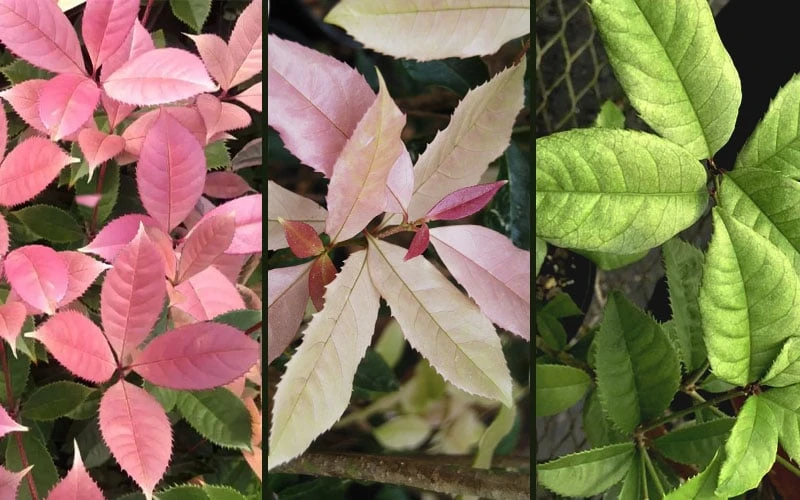 Noble Lady Tea Olive - 7 Gallon Pot (3-4') 6 Noble Lady Tea Olive - 7 Gallon Pot (3-4') - Image 4