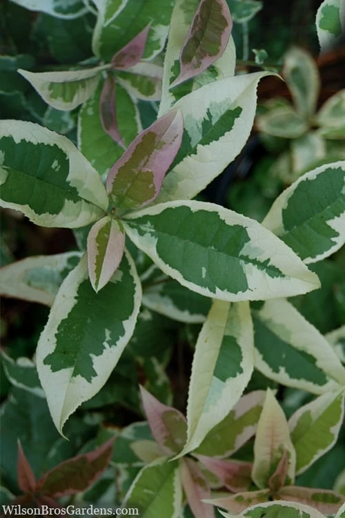 Pink Flush Variegated Tea Olive (Osmanthus Fragrans 'Yinbi Shuanghui') - 2 Gallon Pot 3 Pink Flush Variegated Tea Olive (Osmanthus Fragrans 'Yinbi Shuanghui') - 2 Gallon Pot
