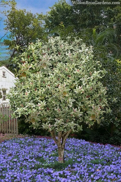 Pink Flush Variegated Tea Olive (Osmanthus Fragrans 'Yinbi Shuanghui') - 2 Gallon Pot 6 Pink Flush Variegated Tea Olive (Osmanthus Fragrans 'Yinbi Shuanghui') - 2 Gallon Pot - Image 4