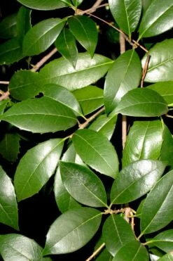 Fruitland's Fortune Tea Olive Single Trunk Tree - 7 Gallon Pot (4-5') 11 Fruitland's Fortune Tea Olive Single Trunk Tree - 7 Gallon Pot (4-5') -Wilson Bros Gardens osmanthus fruitlands fortune tea olive 1