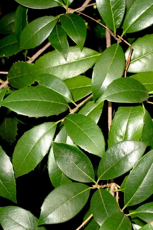 Fruitland's Fortune Tea Olive Single Trunk Tree - 7 Gallon Pot (4-5') 7 Fruitland's Fortune Tea Olive Single Trunk Tree - 7 Gallon Pot (4-5') - Image 5