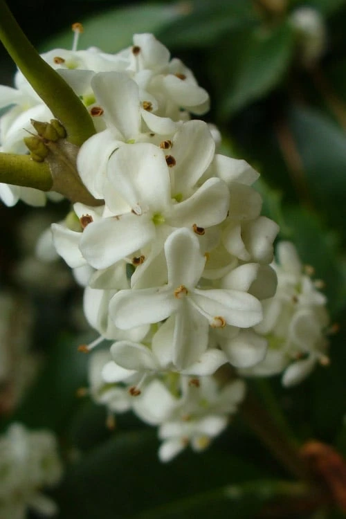 Fruitland's Fortune Tea Olive Single Trunk Tree - 7 Gallon Pot (4-5') 6 Fruitland's Fortune Tea Olive Single Trunk Tree - 7 Gallon Pot (4-5') - Image 4