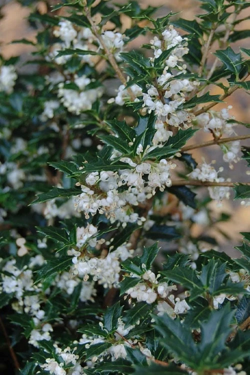 Party Princess 'Kaori Hime' Fragrant Tea Olive - 1 Gallon Pot 3 Party Princess 'Kaori Hime' Fragrant Tea Olive - 1 Gallon Pot