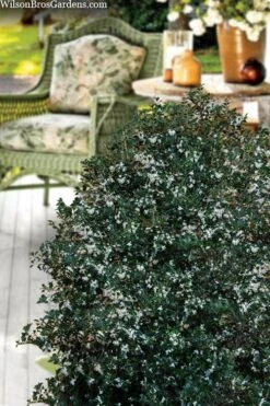 Party Princess 'Kaori Hime' Fragrant Tea Olive - 1 Gallon Pot 14 Party Princess 'Kaori Hime' Fragrant Tea Olive - 1 Gallon Pot -Wilson Bros Gardens osmanthus heterophyllus kaori hime party princess tea olive 15