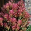 Party Lights Pink Flush Tea Olive - Osmanthus Heterophyllus - 2 Gallon Pot -Wilson Bros Gardens osmanthus heterophyllus party lights tea olive 102 1