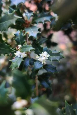 Party Princess 'Kaori Hime' Fragrant Tea Olive - 1 Gallon Pot 12 Party Princess 'Kaori Hime' Fragrant Tea Olive - 1 Gallon Pot -Wilson Bros Gardens osmanthus kaori hime party princess tea olive 1