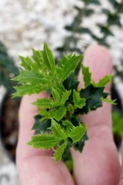 Party Princess 'Kaori Hime' Fragrant Tea Olive - 1 Gallon Pot 15 Party Princess 'Kaori Hime' Fragrant Tea Olive - 1 Gallon Pot -Wilson Bros Gardens osmanthus kaori hime party princess tea olive 2