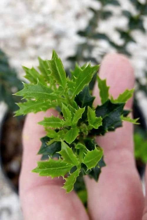 Party Princess 'Kaori Hime' Fragrant Tea Olive - 1 Gallon Pot 9 Party Princess 'Kaori Hime' Fragrant Tea Olive - 1 Gallon Pot - Image 7